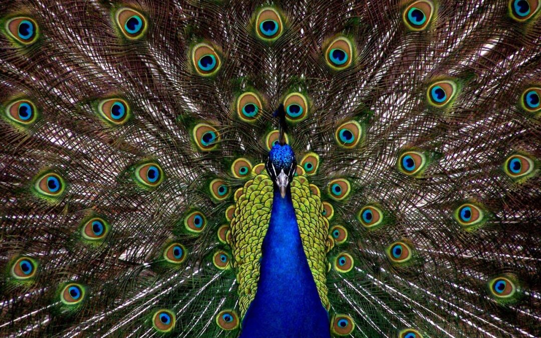 blue-and-green-peacock-50557